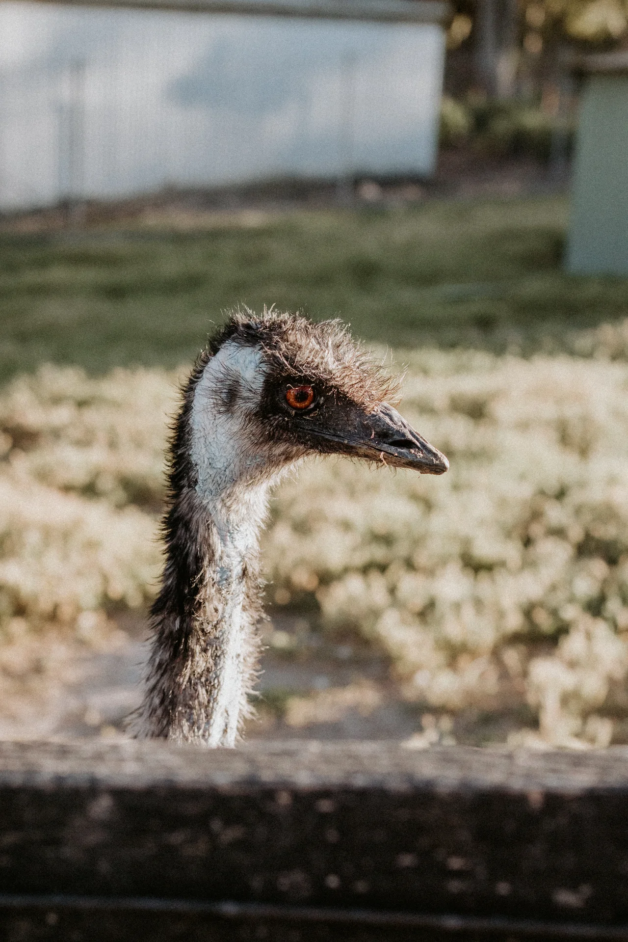 Emus