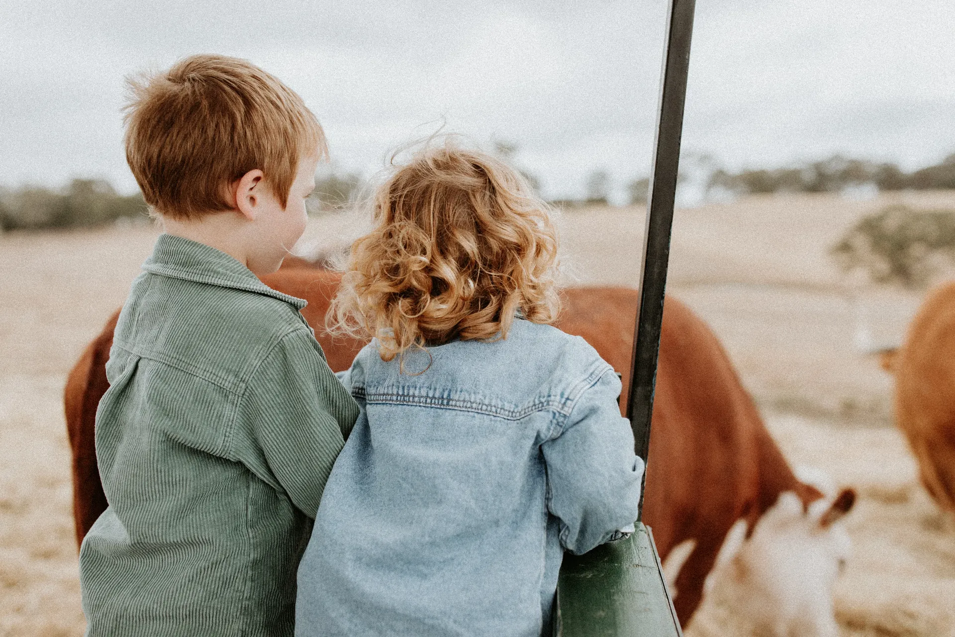 Children watching farm animals from viewing area