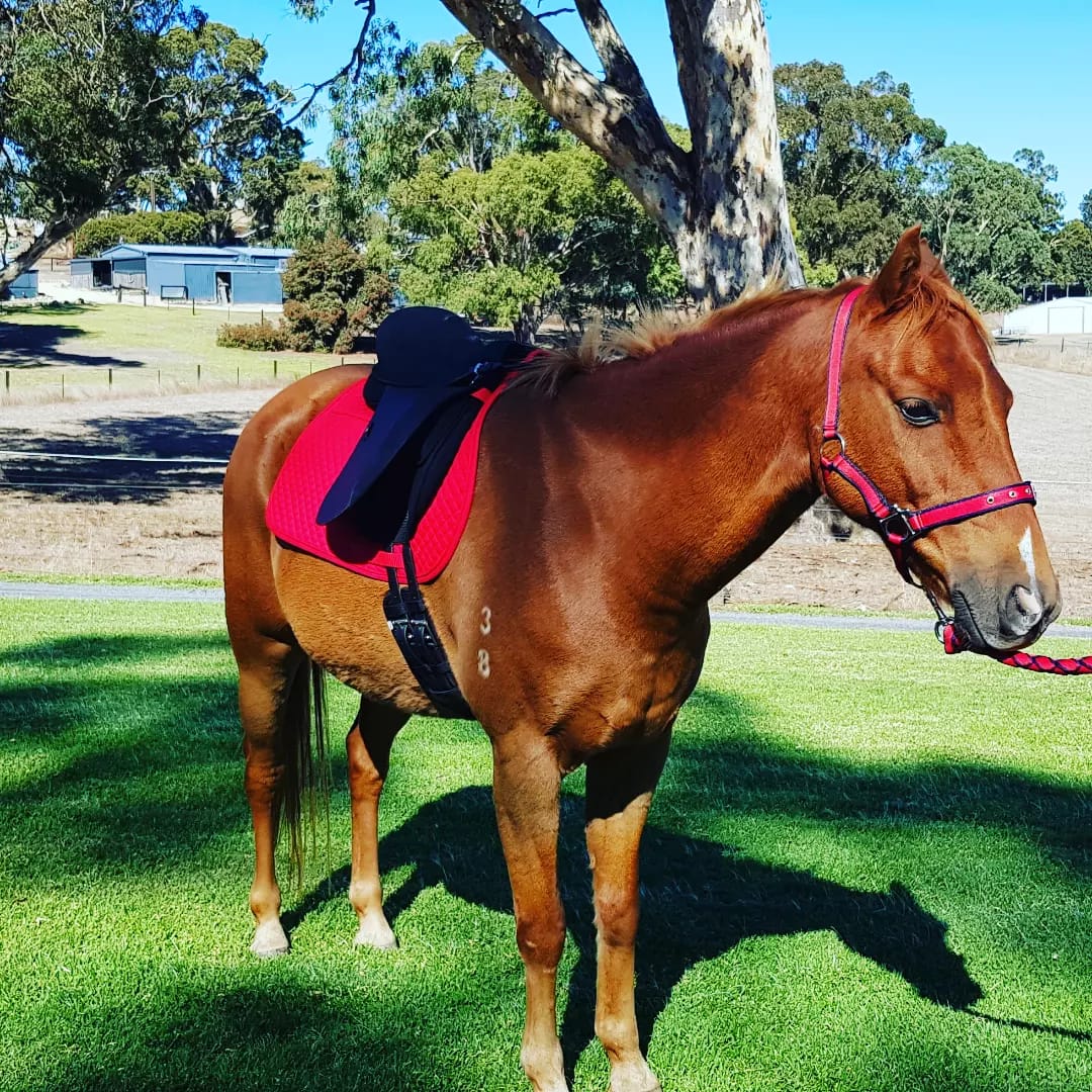 Cruise the Australian Riding Pony pony