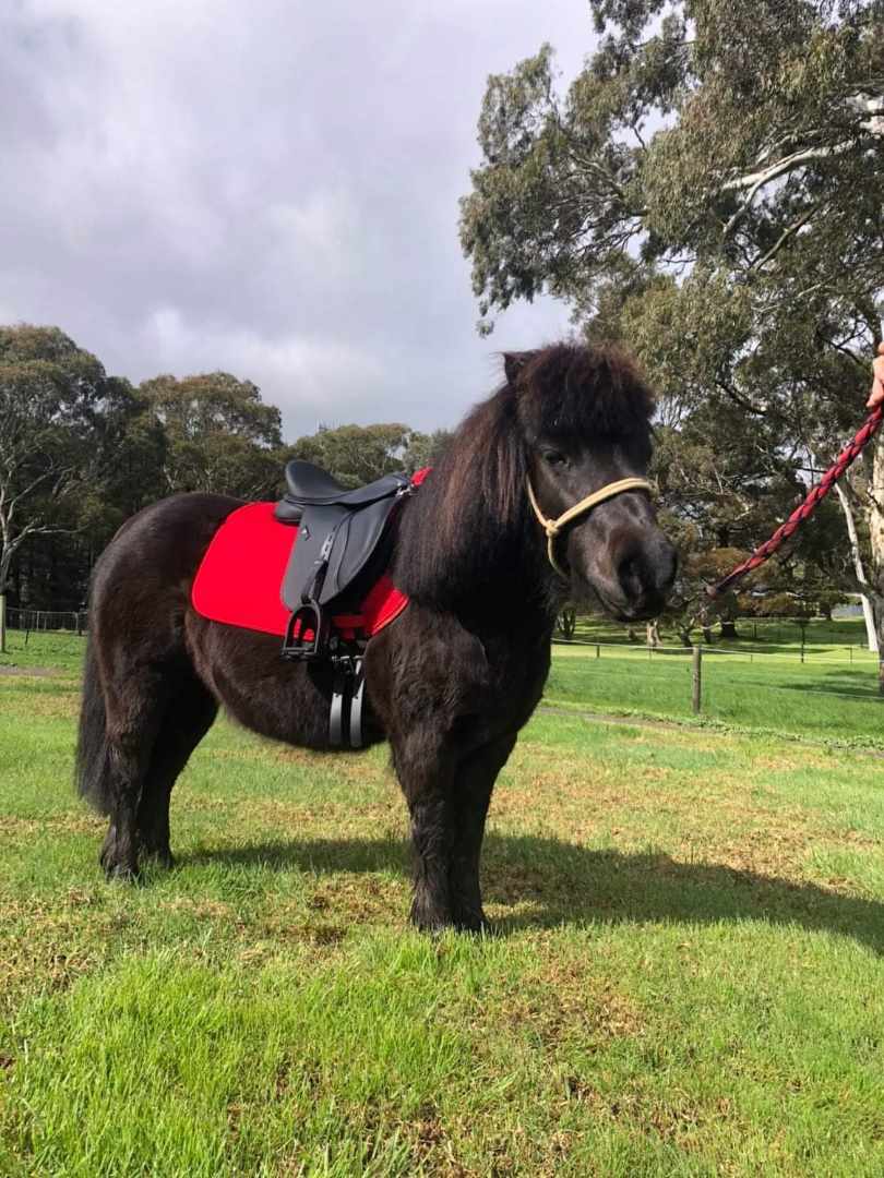 Ebony the Shetland pony