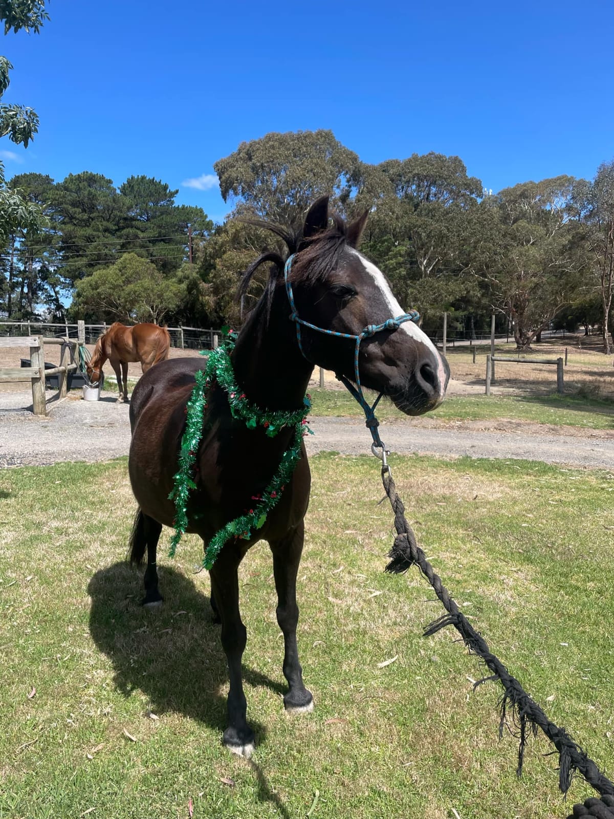 Misty the Welsh pony