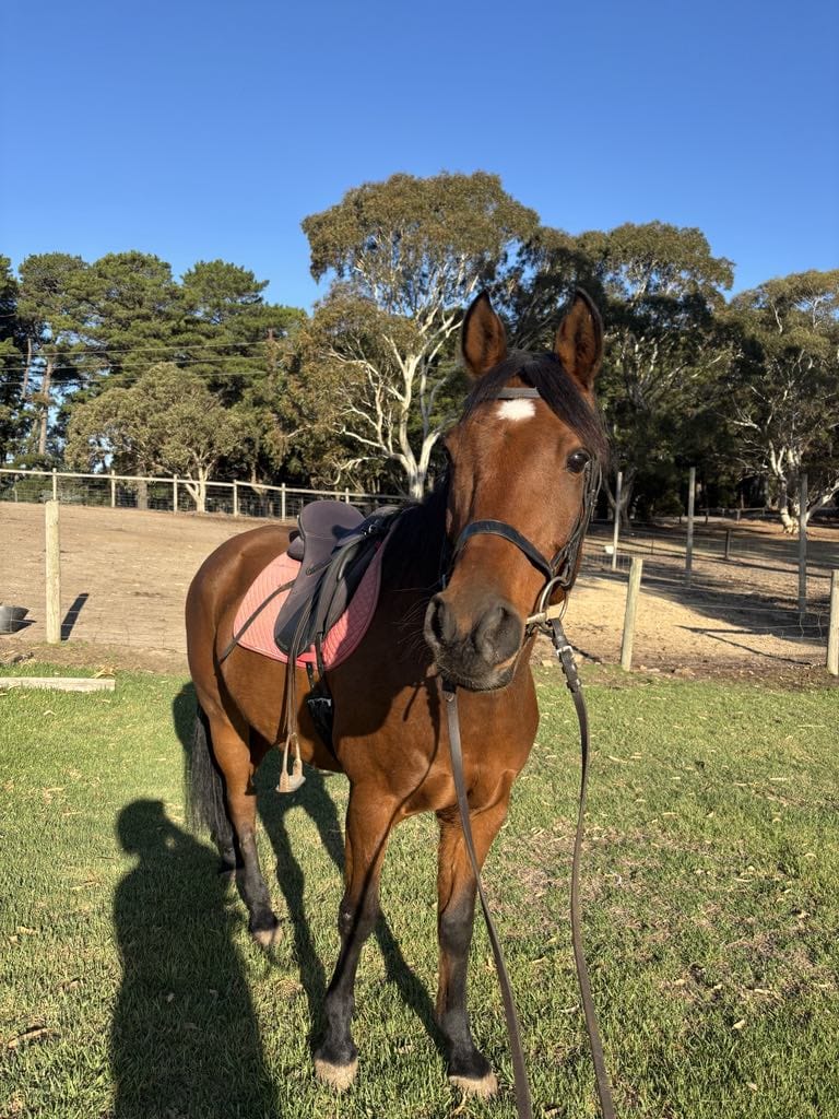 Whiskey the Brumby pony