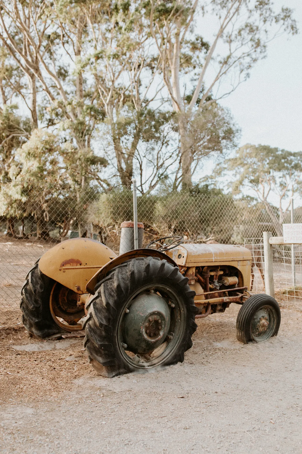 Cow milking demonstration