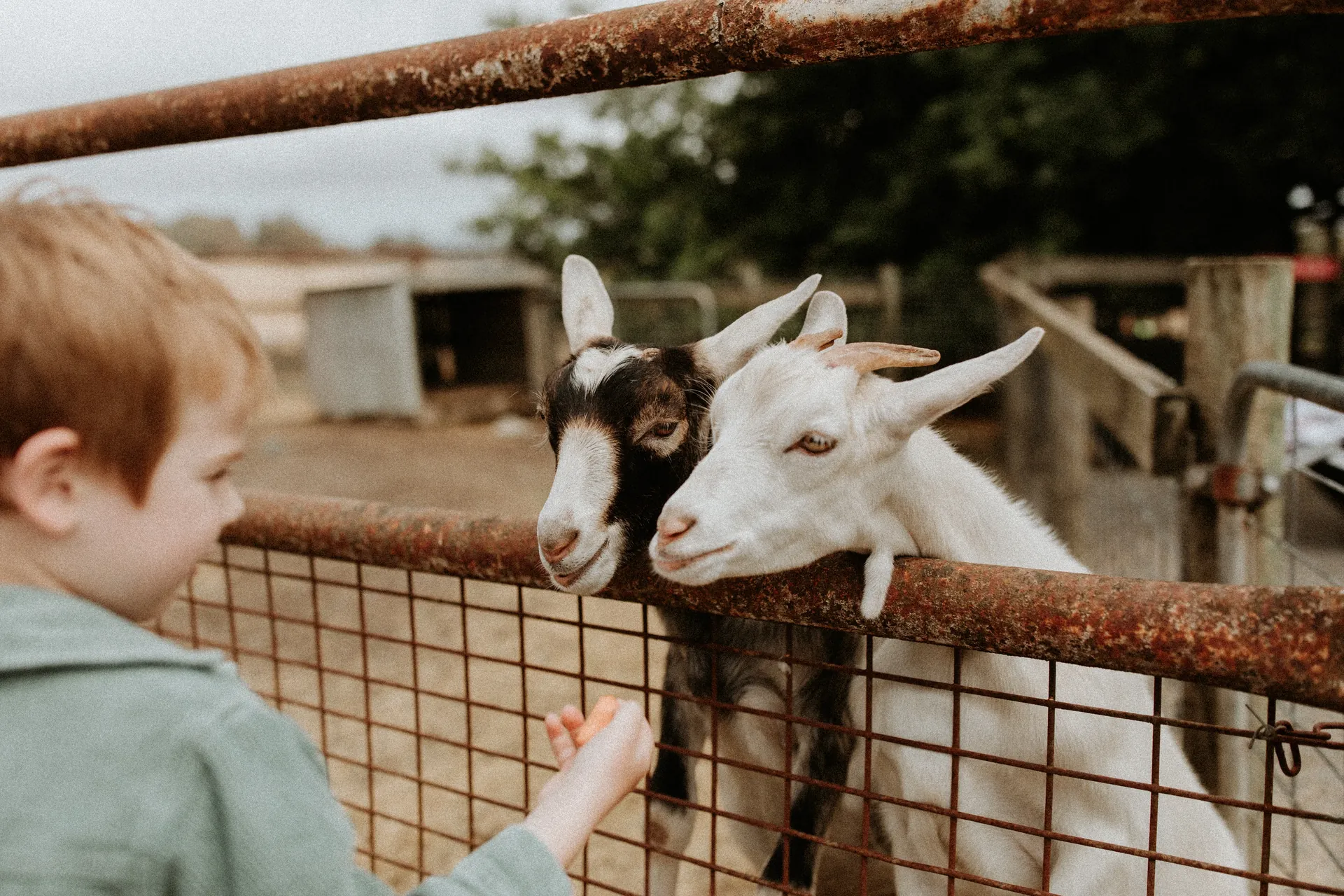 Hahndorf Farm Barn - Adelaide Hills Farm Experience